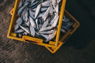 fish 984299
