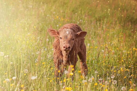 kalb