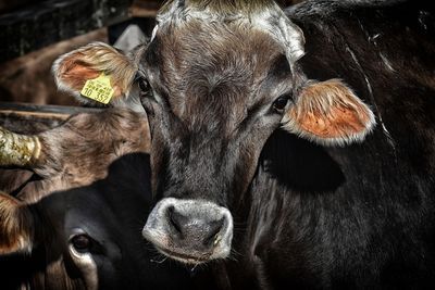cow 3614642