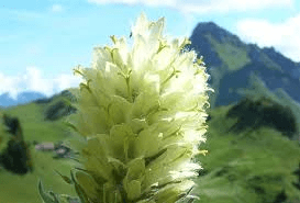 Schweizer Bauer Alpenblume Schynige Platte