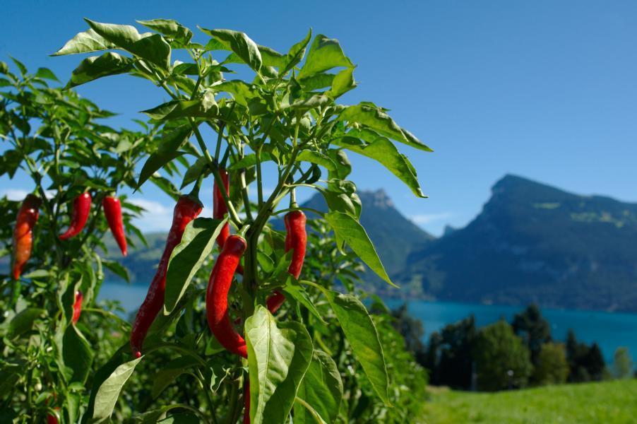 Swiss Alpine Herbs Somona DSC7500-1 Cayenne Faulensee 3