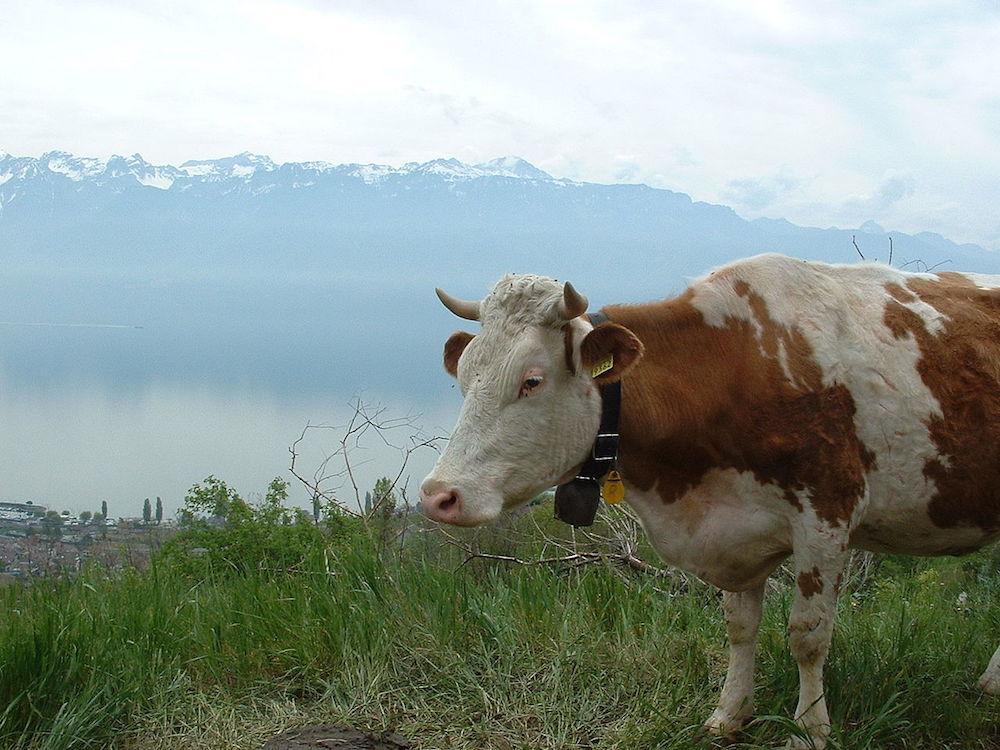 Cow Bos primigenius by Lake Geneva Switzerland 20040503