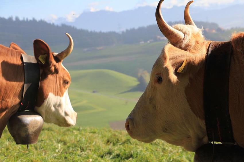 Kühe mit Hörnern, Bild: Pixabay