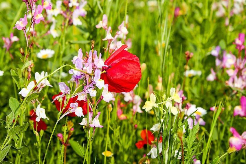 flower meadow 2377089 1280