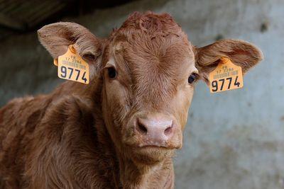 animal 3225721 1280