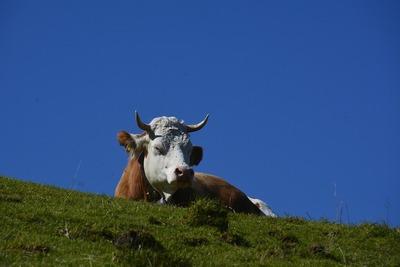 beef 2924808 1280