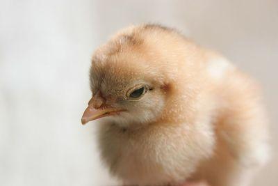 FÃ¼r das Bio-Label Â«DemeterÂ» werden ab 2019 keine mÃ¤nnlichen KÃ¼ken mehr sterben mÃ¼ssen. Es ist das erste Label, das ganz auf die KÃ¼kentÃ¶tung verzichtet. Bild: Pixabay