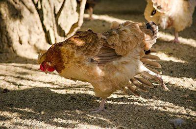 chicken 3240199