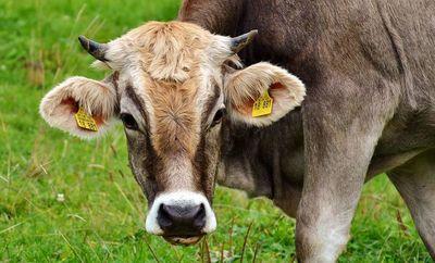cow 2788835 1280