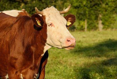 cow 3150607 1280