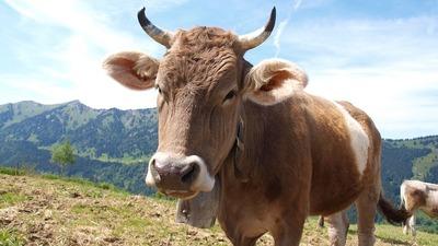 cow 708625 1280
