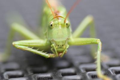 grasshopper 2479517 1280