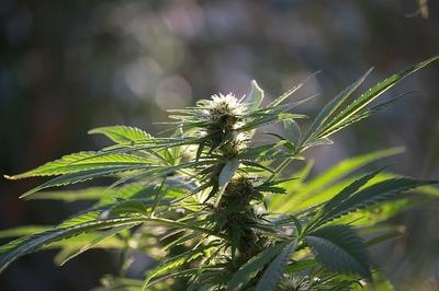 hemp 2945969 640