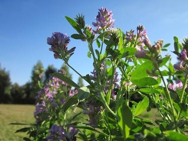 medicago satigo 844518 1280