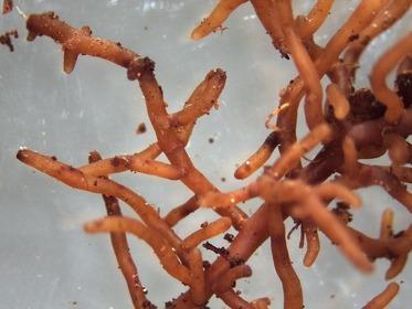 mycorrhiza 782466 1280