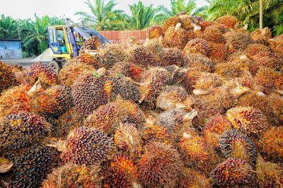 palm 1464654 1280