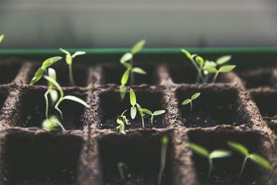 plant 1474807 1280
