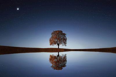 tree 838667 1280