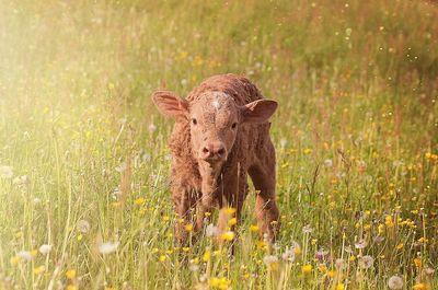 calf 790263