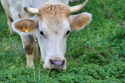 cow 4463289