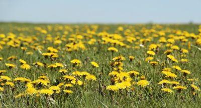 dandelion 3382663