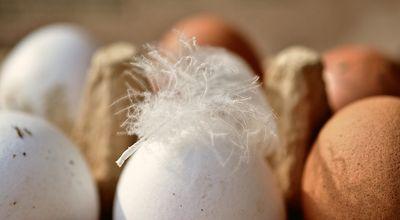 egg