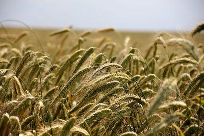 field 196173