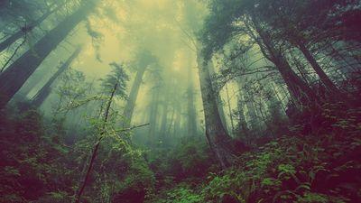 forest 931706