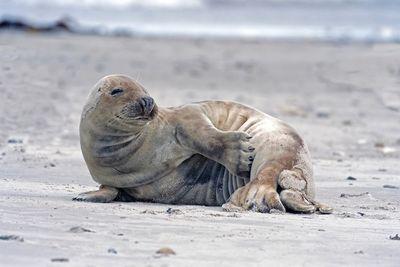grey seal 2952260