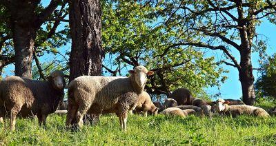 sheep 1335528