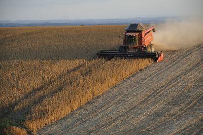 soybeans 1543071