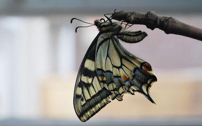 swallowtail butterfly 742550