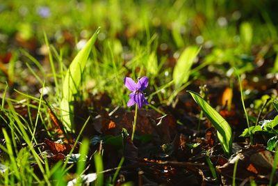 wald violet