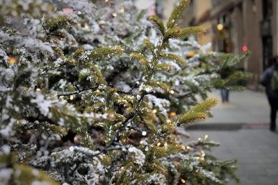 weihnachtsbaum