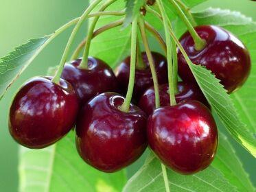 cherry 167341