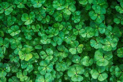 clover 1225988