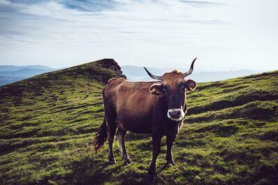 cow 1246855