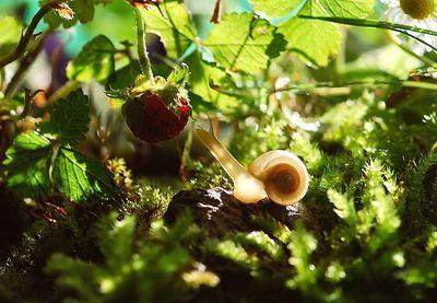 snail 582194