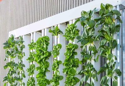 vertical farm 916337