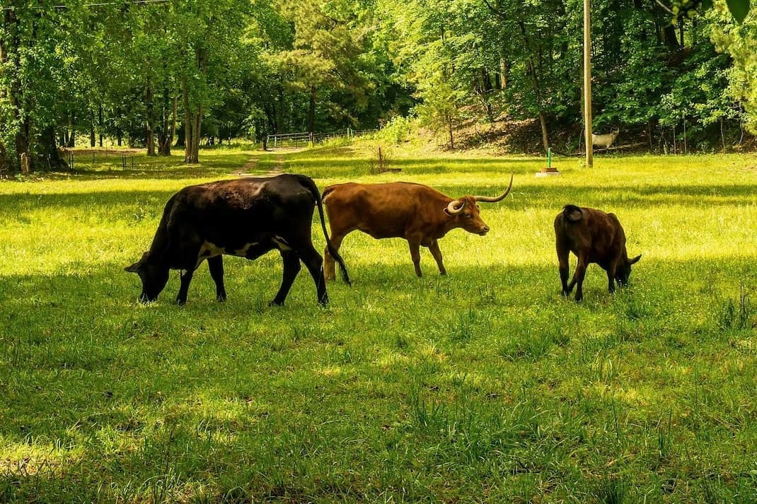 Fleischproduktion traegt stark zu Klimagasen bei