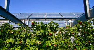 Agrophotovoltaik