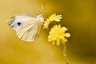 Biodiversitaet