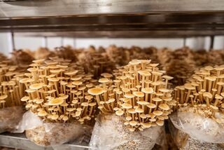 Enoki