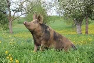 Neue Schweinerasse YannikSteffen 5 21346d33f5