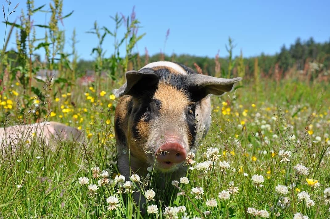 Schweinefutteriung aus Gruenland