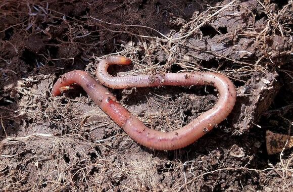 worm 1140767
