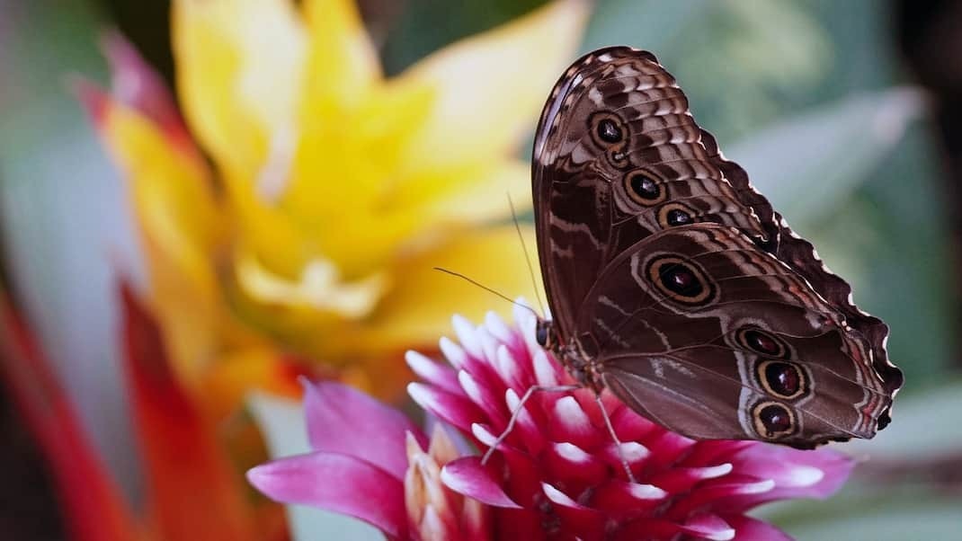 Schmetterling Biodiversitaet