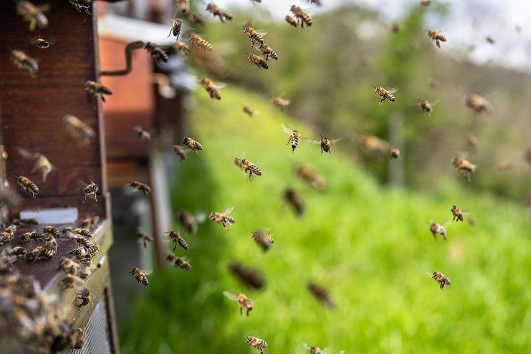 bienen 1070