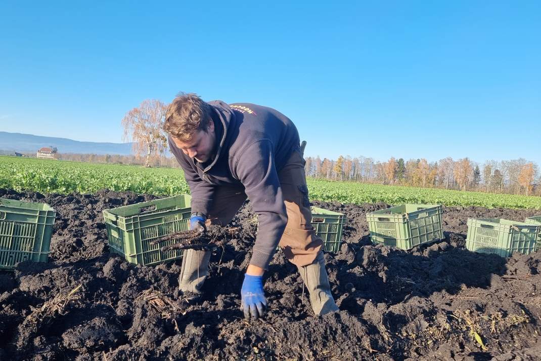 Feld Schwarzwurzel Ernte LID 1070