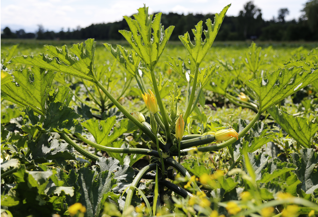 Rubli Tomaten und Zucchetti sind besonders